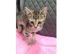 Adopt Marcheline a Domestic Short Hair