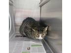 Adopt Samantha a Domestic Short Hair