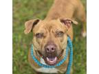 Adopt Rooster a Mixed Breed