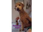 Adopt Doodlebug a Labradoodle