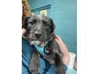 Adopt Lucy a Terrier