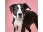 Adopt Ellie a Mixed Breed