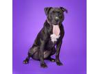 Adopt Cosmic a Mixed Breed
