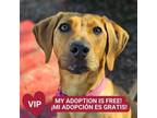 Adopt Lil Scoop a Hound, Mixed Breed