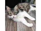 Adopt Queen Bee a Domestic Long Hair