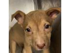 Adopt Alligator Tears a Mixed Breed