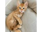 Adopt Drumstick 4 a Domestic Short Hair