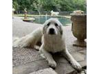 Adopt Glacier a Great Pyrenees