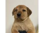 Adopt Jackie a Labrador Retriever