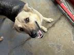 Adopt Pepper / 0073 a German Shepherd Dog