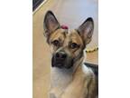 Adopt Shenzi a Mixed Breed