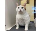 Adopt Philly a Domestic Short Hair