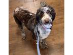 Adopt Maisie a Cattle Dog, Standard Poodle