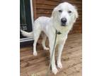 Adopt Bonnie Bowers DFW a Great Pyrenees