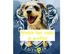 Adopt Ravenpaw a Terrier