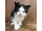 Adopt Taylor a Domestic Short Hair