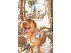 Adopt Ginger Pawgers (TV Celebrity) a Golden Retriever, Mixed Breed