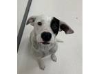 Adopt Ichi a Cattle Dog, Mixed Breed