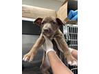 Adopt Tac a Pit Bull Terrier, Mixed Breed