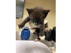 Adopt lily a Domestic Short Hair