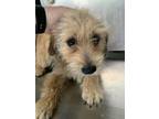 Adopt Nugget a Terrier, Mixed Breed