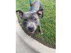 Adopt 55777008 a Pit Bull Terrier, Mixed Breed