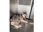 Adopt Jenga a Husky, Mixed Breed