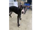 Adopt Dinkley a Pit Bull Terrier, Mixed Breed