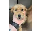 Adopt Pomegranate a Terrier, Mixed Breed