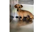 Adopt Pineapple a Dachshund, Mixed Breed