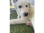 Adopt Maddie a Great Pyrenees, Mixed Breed