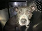 Adopt Jazz a Pit Bull Terrier, Mixed Breed