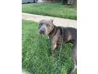Adopt Sinead a American Staffordshire Terrier, Mixed Breed