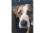 Adopt Petunia a Boxer, Mixed Breed