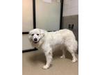 Adopt Misti a Great Pyrenees, Mixed Breed