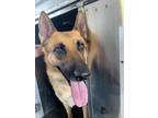 Adopt Maya a German Shepherd Dog, Mixed Breed