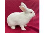 Adopt Cherry Pie a Bunny Rabbit