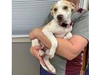 Adopt 55786499 a Terrier, Mixed Breed