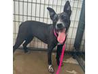 Adopt 55788191 a Cattle Dog, Mixed Breed