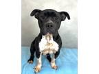 Adopt Bonita Potato a Pit Bull Terrier, Mixed Breed