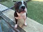 Adopt Azula a Pit Bull Terrier, Mixed Breed