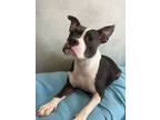 Adopt Azula a Pit Bull Terrier, Mixed Breed