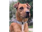 Adopt Remi a Basset Hound, Terrier