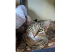 Adopt Canada a Domestic Short Hair