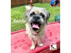 Adopt Amelia a Brussels Griffon