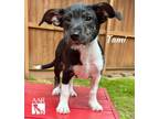 Adopt Tami a Jack Russell Terrier, Mixed Breed