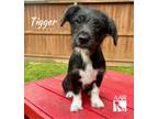 Adopt Tigger a Jack Russell Terrier, Mixed Breed