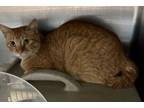 Adopt Sopapilla (working cat) a Domestic Short Hair