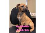 Adopt Dog Kennel #38 a Weimaraner, Labrador Retriever