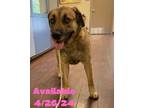 Adopt Dog Kennel #8 a Shepherd, Mixed Breed